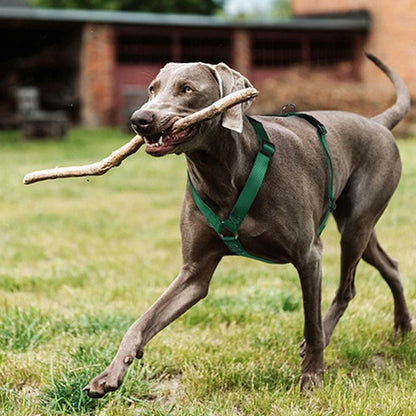 Harnais Résistant en H pour Chien – Anti-Traction & Confort Soft