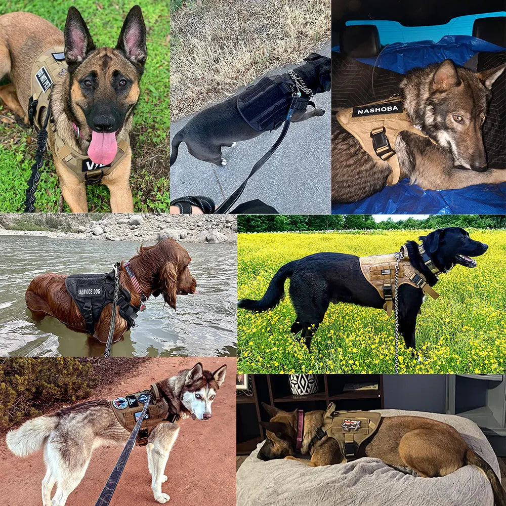 Harnais Tactique pour Grand Chien – Entraînement & Randonnée | Idéal Berger Allemand, Malinois